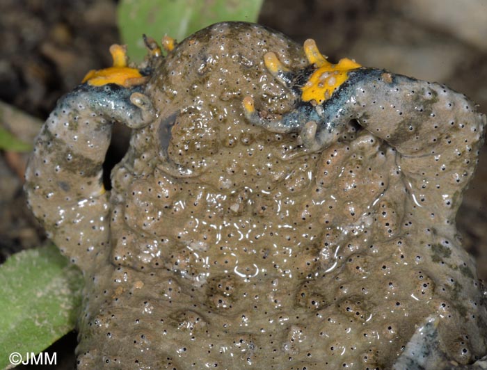 Bombina variegata