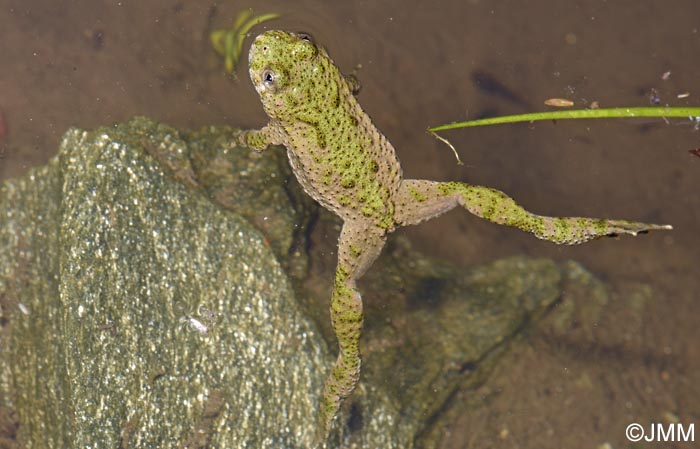 Bombina variegata