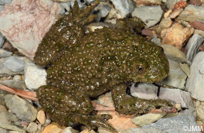 Bombina variegata
