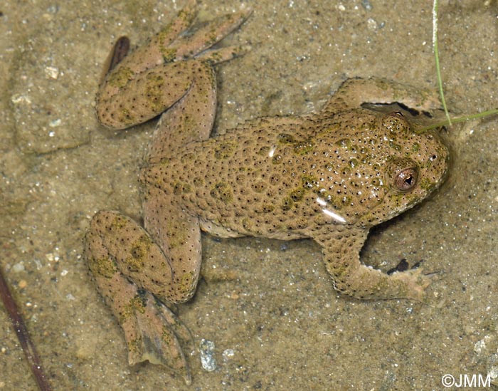 Bombina variegata