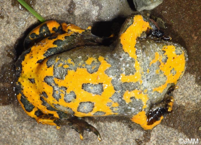 Bombina variegata