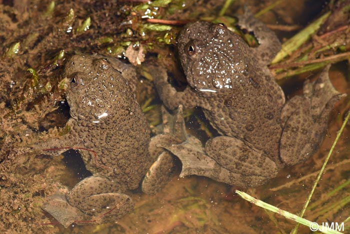 Bombina variegata