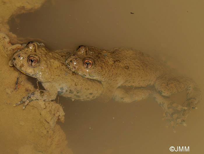 Bombina variegata