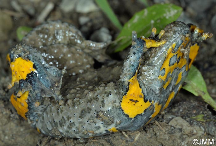 Bombina variegata