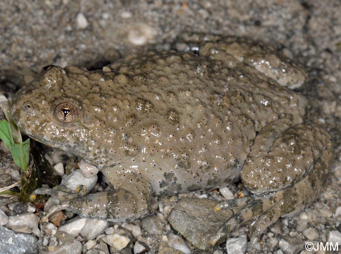 Bombina variegata