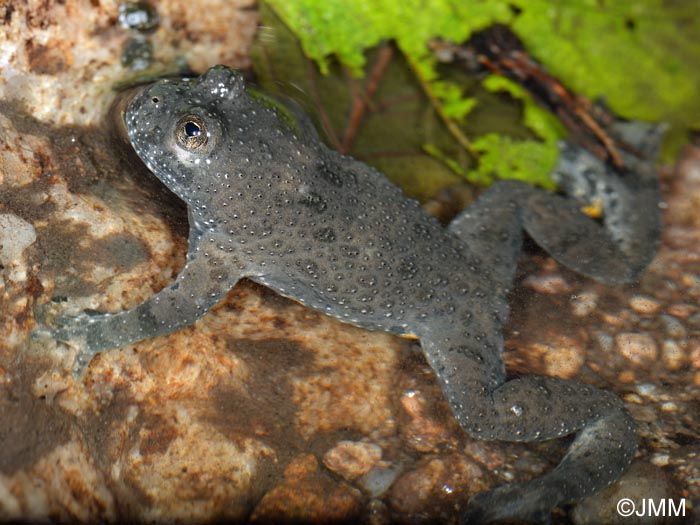 Bombina variegata