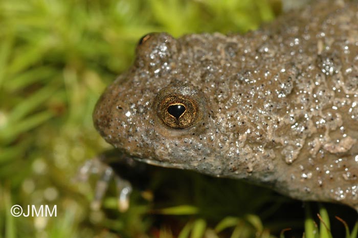 Bombina variegata