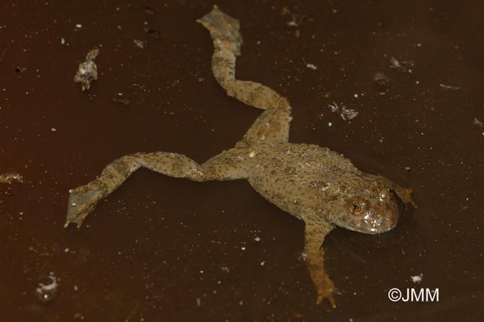 Bombina variegata