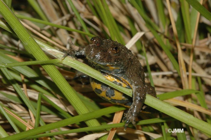 Bombina variegata