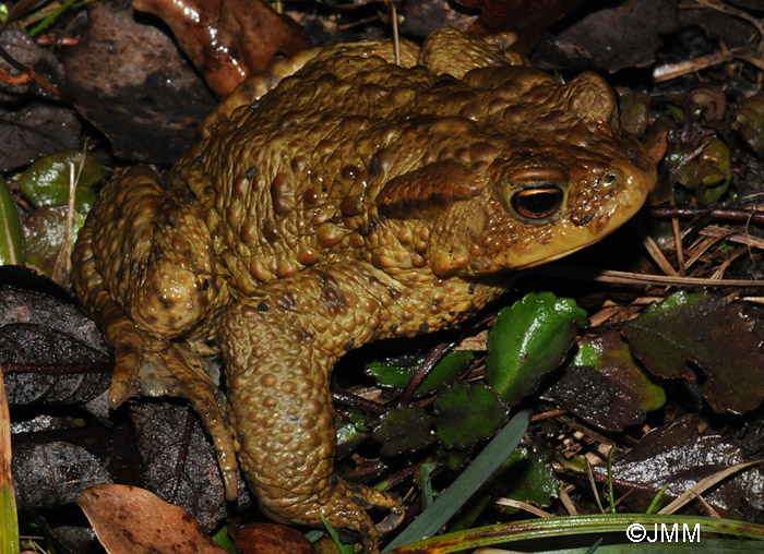 Bufo bufo : crapaud commun