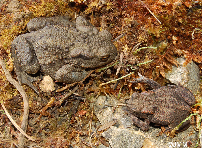 Bufo bufo : crapaud commun