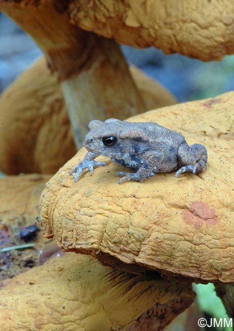 Crapaud commun sur Gymnopilus spectabilis