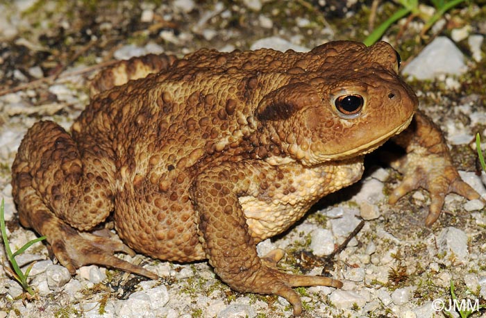 Bufo bufo : crapaud commun