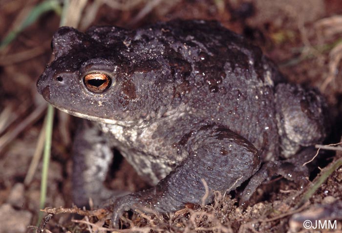 Bufo bufo : crapaud commun