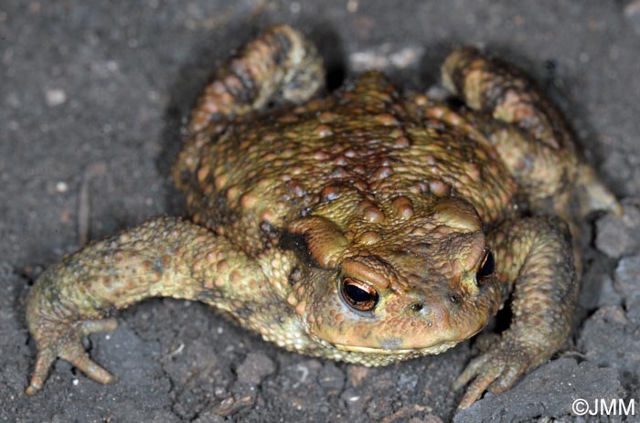 Bufo bufo