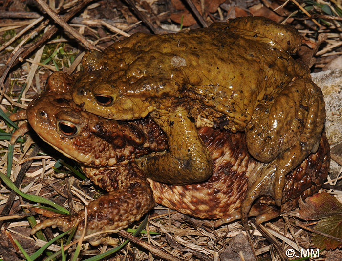 Bufo bufo : crapaud commun