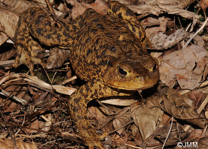 Bufo bufo : crapaud commun