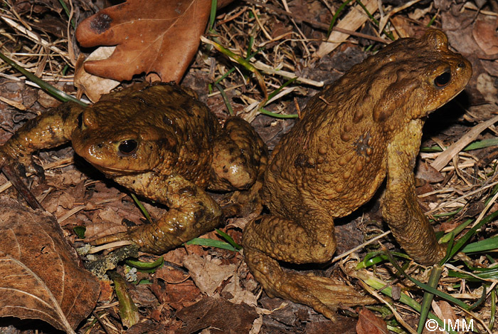 Bufo bufo : crapaud commun