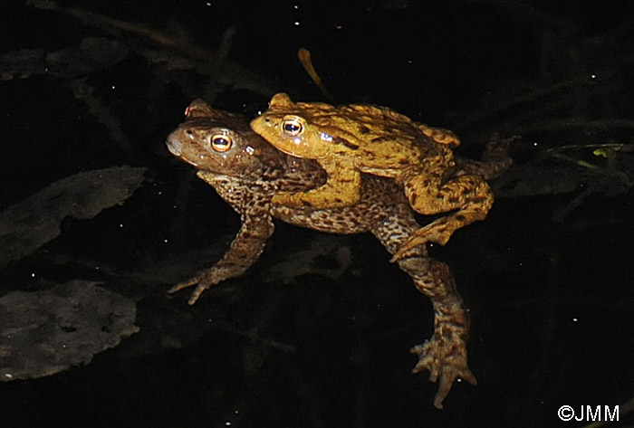 Bufo bufo : crapaud commun