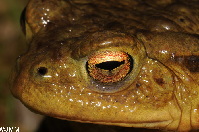 Bufo bufo : crapaud commun