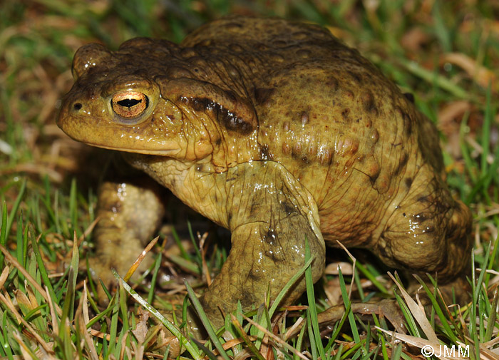 Bufo bufo : crapaud commun