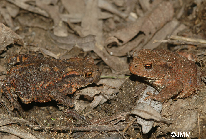 Bufo bufo : crapaud commun