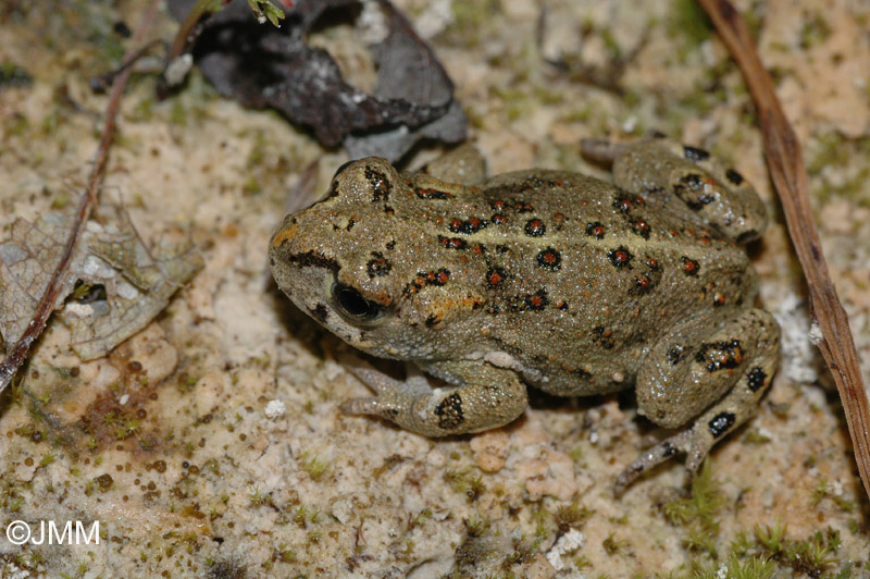 Crapaud calamite