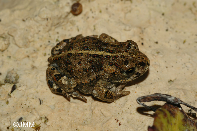 Crapaud calamite