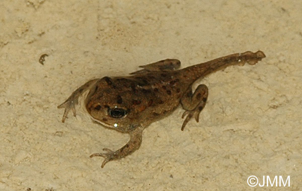 Crapaud calamite