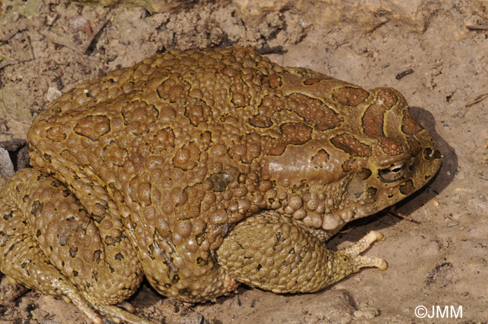 Bufo mauritanicus : Crapaud de Mauritanie