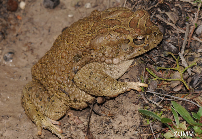 Bufo mauritanicus : Crapaud de Mauritanie