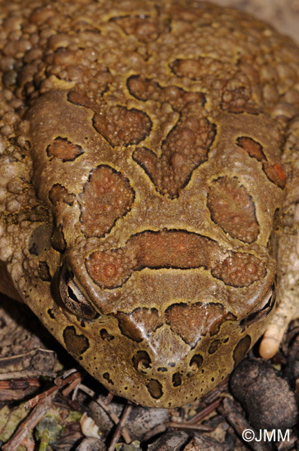 Bufo mauritanicus : Crapaud de Mauritanie