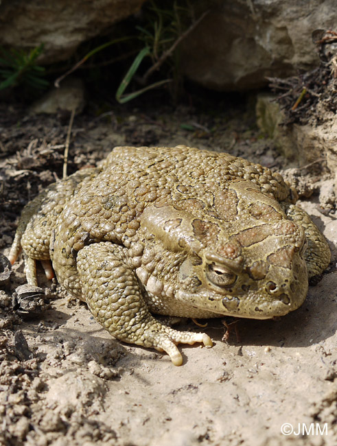 Bufo mauritanicus : Crapaud de Mauritanie