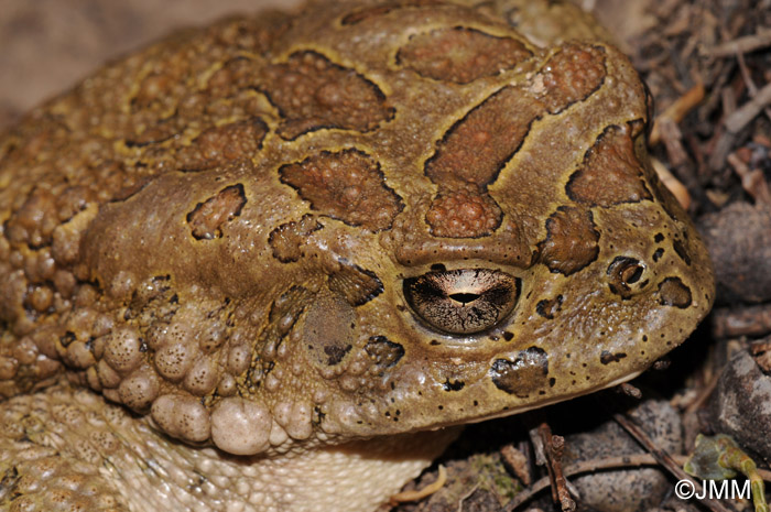 Bufo mauritanicus : Crapaud de Mauritanie