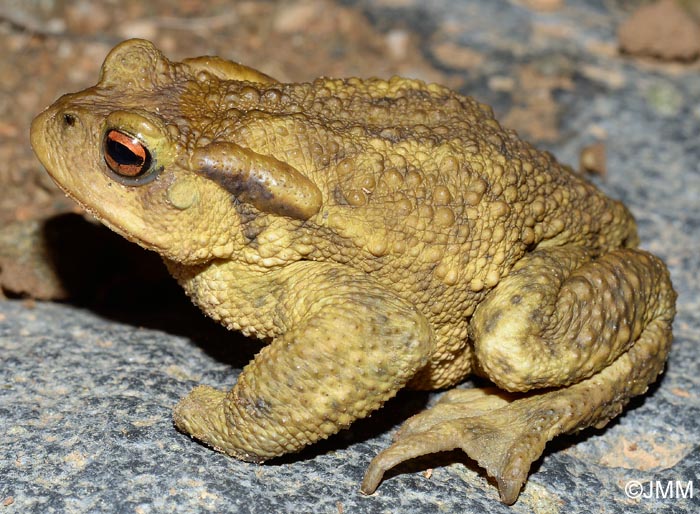 Bufo spinosus