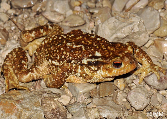 Bufo spinosus