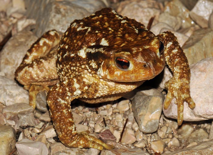 Bufo spinosus