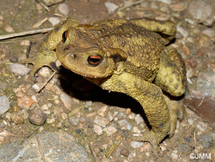 Bufo spinosus