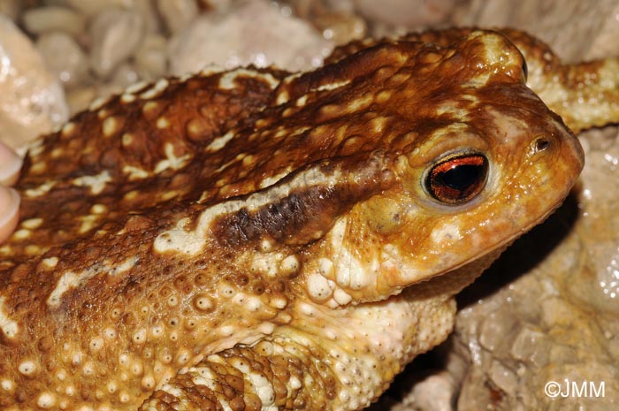 Bufo spinosus