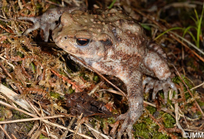 Bufo spinosus