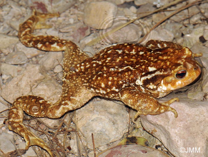 Bufo spinosus