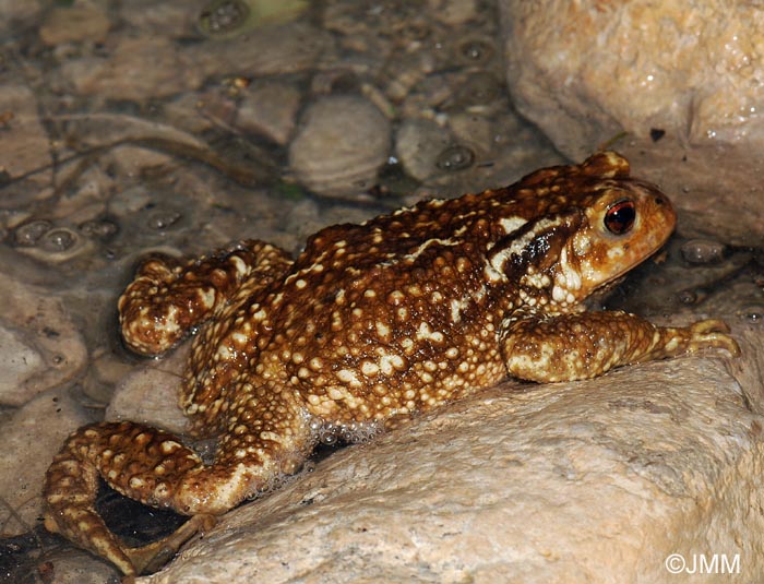 Bufo spinosus