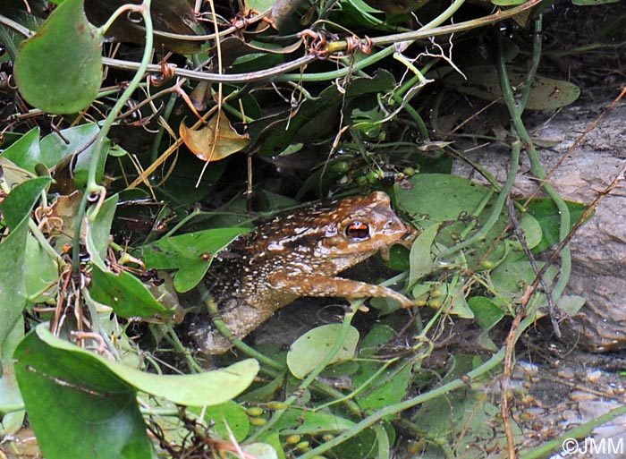 Bufo spinosus