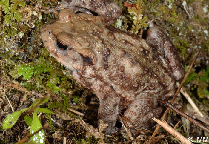 Bufo spinosus