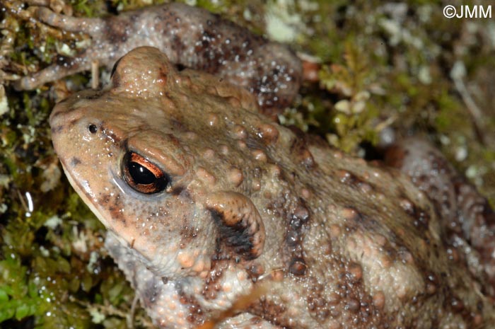 Bufo spinosus