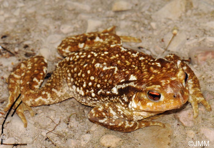 Bufo spinosus