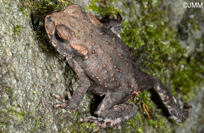 Bufo spinosus