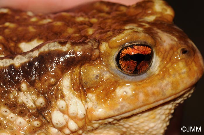 Bufo spinosus