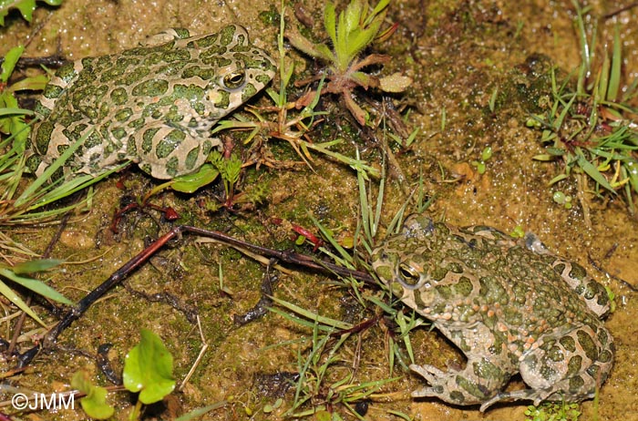 Bufo viridis : Crapaud vert = Pseudepidalea viridis = Bufotes viridis