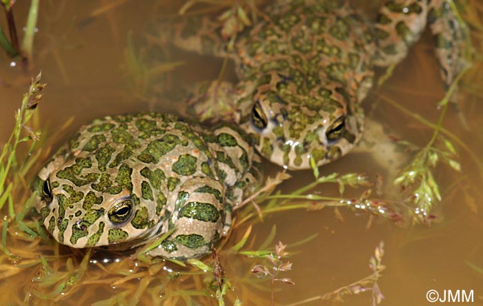 Bufo viridis : Crapaud vert = Pseudepidalea viridis = Bufotes viridis